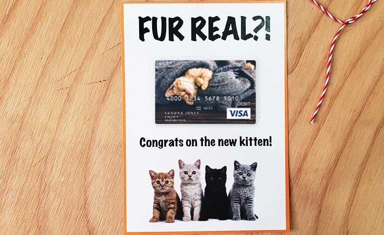 gift card holder for a new kitten